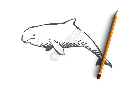 白鲸海水野生动物豪森概念 手绘孤立的矢量环境荒野游泳生活海洋白色哺乳动物动物园黑色动物群插画