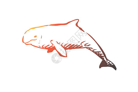 白鲸海水野生动物豪森概念 手绘孤立的矢量海洋动物园生活哺乳动物环境动物群荒野黑色白色草图插画