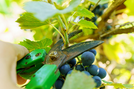 手采葡萄在秋天葡萄园里 种植一个有菜园的葡萄藤和花园松土背景