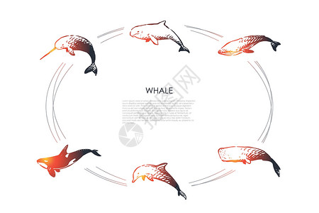 鲸须鲸鱼不同类型和虎鲸矢量概念 se故事自由抹香鲸猫科荒野草图蓝鲸海洋白鲸座头鲸设计图片