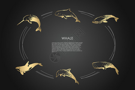 鲸须鲸鱼不同类型和虎鲸矢量概念 se蓝鲸自由白鲸荒野动物哺乳动物生物插图故事游泳设计图片