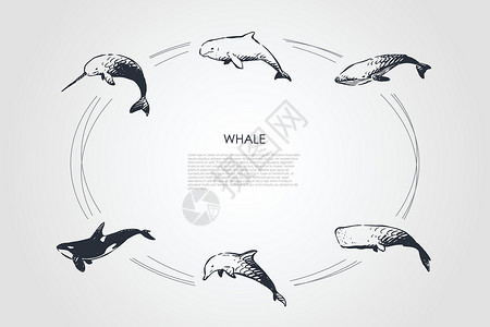 动物故事鲸鱼不同类型和虎鲸矢量概念 se荒野插图海洋动物蓝鲸白鲸自由生物猫科游泳设计图片