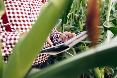精准扶贫背景概念现代技术在农业种植活动中的应用 农民在日落时分在玉米田中使用数字平板电脑 玉米在背景中背景