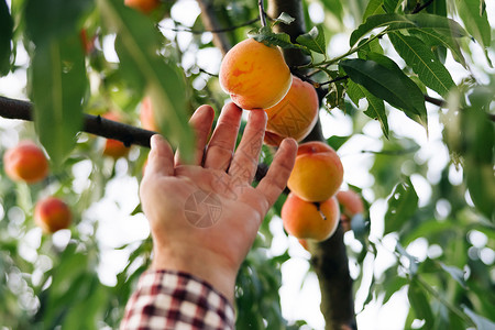 果桃园 男性采摘成熟的大桃子 果实在阳光下成熟 桃子挂在果园的树枝上 水果采摘季节 阳光明媚的日子 男手握着鲜美的桃子背景图片