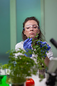 研究绿色树苗 观察基因突变的植物学研究人员妇女团体生态测试玻璃样本技术液体微生物学研究员工程背景图片