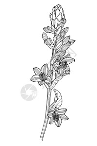 仿明制玉簪花带叶和芽的霍斯塔花的线性绘图插画
