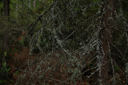 长松萝管子苔藓宏观真菌植物学植物树干植物群松树生长高清图片