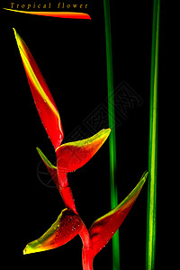 黑色花朵黑底的吊龙虾爪花朵红色黑色情调天堂龙虾雨林异国热带植物绿色背景