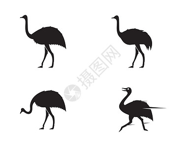 高鸵鸟鸵鸟标志 vecto荒野动物蓝色情调绘画动物园异国橙子插图羽毛插画