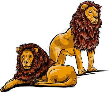 两只狮子 在白色背景上孤立的矢量图高清图片