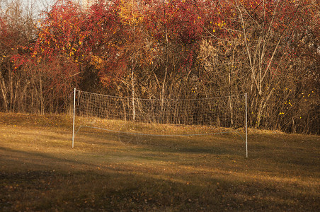 森林体育区排球太阳黄色阳光运动活动假期截击晴天乐趣背景图片