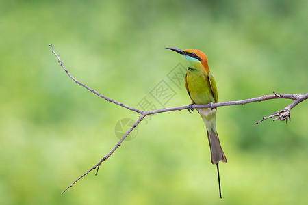 绿色食蜂鸟的图象印在树枝上动物治愈鸟类羽毛蜜蜂荒野异国摄影夫妻橙子背景图片