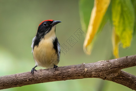 唱歌的小鸟以自然背景为主的Scarlet支持的花鸟照片 动物荒野丘陵鸟类异国唱歌沼泽花卉花朵公园金银花背景