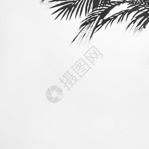 暗影棕榈叶白色背景 高品质照片背景图片