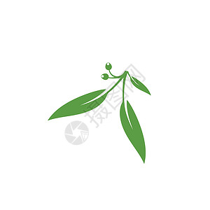 桉树叶花卉标志矢量模板防腐剂药品绿叶植物收成桉树生态插图植物群叶子背景图片