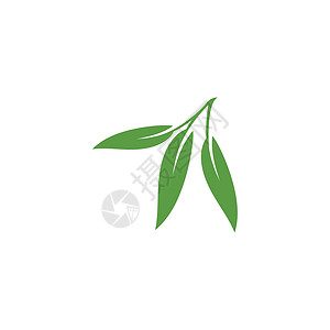 油润的绿叶桉树叶花卉标志矢量模板树叶传统桉树插图药品防腐剂植物标识植物群叶子插画