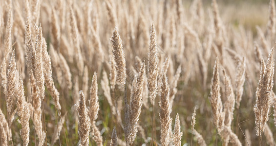 潘帕斯草带干秋草的田地季节稻草土地草地草原植物荒野叶子银草环境背景