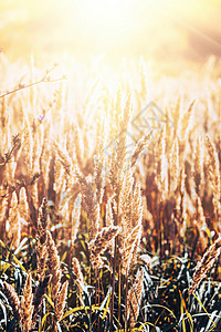 南美天胡荽带干秋草的田地阳光乡村场地荒野土地银草环境草地植物群季节背景
