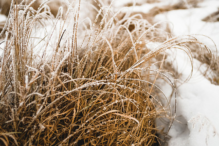 雪绒草白雪覆盖青草气候植物下雪草地荒野空地场地季节蓝色天空背景