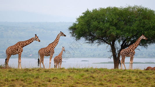 法瑟里斯乌干达动物王国高清图片