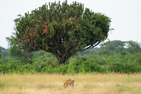 生物体狮子 Elizabeth女王国家公园 乌干达目的地城市动物群全景野生动物草地主题哺乳动物农村风景背景