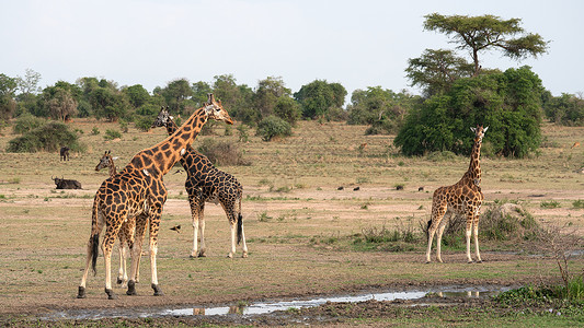 戈里斯乌干达荒野高清图片
