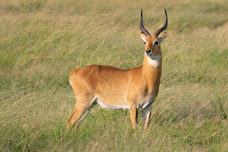 乌干达Kob羚羊生境野生动物生物体哺乳动物动物王国全景旅游主题背景图片