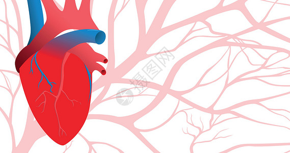 人的心脏和血管 具有淡红色动脉的抽象图案背景图片