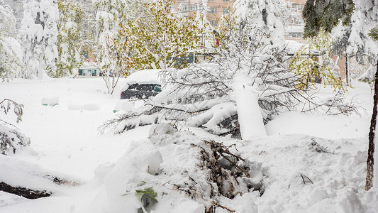 4月在温带降下大雪后 Firf 在湿雪中坠落高清图片