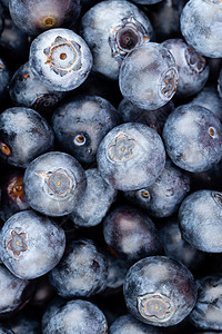 新鲜蓝莓背景 质地蓝莓果合起来食物营养蓝色市场浆果覆盆子水果采摘饮食收成背景图片