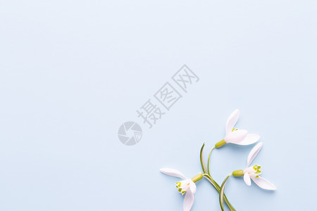 蓝色背景上新鲜的雪滴 带文字的地方 春贺卡 母亲节 平躺植物群绿色花朵横幅叶子粉色植物季节性花束背景图片