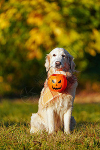尔猎犬围巾快乐的高清图片