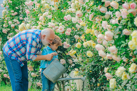 小花园里玫瑰盛开种花 祖父和孙子在美丽的花园里 花园里的小帮手 父亲和儿子 祖父和孙子说话 高级园丁背景