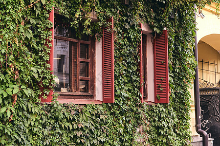 有装饰常春藤门面的房子 房屋的墙壁终年隐藏在万年青的墨绿色叶子中 设计的自然概念攀缘树叶建筑学植物学乡村建筑栅栏红砖绿色植物植物背景图片