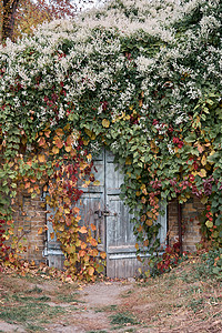 有装饰常春藤门面的房子 房子的墙壁隐藏在深红色的秋叶下 设计的自然秋天概念生长叶子框架攀缘花园栅栏红砖石头植物学城市背景图片