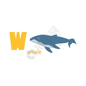 可爱的鲸鱼卡 与动物的字母表 色彩缤纷的设计 用于教孩子们字母表学习英语 白色背景上平面卡通风格的矢量插图背景图片