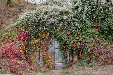 有装饰常春藤门面的房子 房子的墙壁隐藏在深红色的秋叶下 设计的自然秋天概念框架乡村叶子植物学建筑树叶石头栅栏花园攀缘背景图片