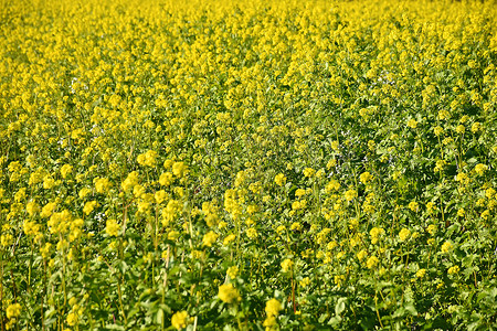 芥末 绿色肥料 秋天的种植绿肥植物花朵画幅栽培场地黄色水果农业耕地背景图片