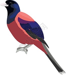 Lidth 的松鸦鸟 它制作图案卡通矢量背景图片