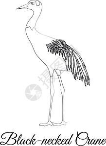 黑颈鹤轮廓鸟矢量它制作图案插画