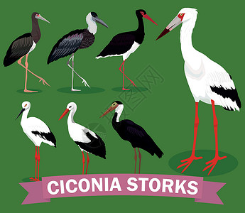 缩颈的Ciconia 鹳家庭套装 设置 vecto插画