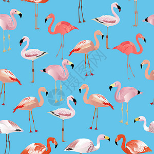 火烈鸟物种卡通套装 矢量鸟类收藏荒野织物池塘羽毛墙纸卡通片粉色尾巴翅膀背景图片