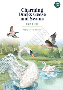 带有鸭子和天鹅概念的海报模板 水彩风格羽毛广告插图移民动物传单水禽营销荒野伴侣背景图片