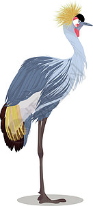 白色和灰色鸟灰丹顶鹤卡通插画
