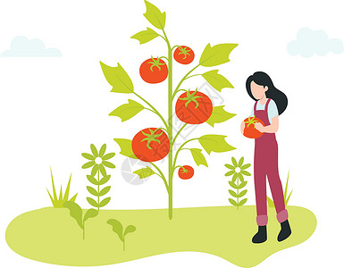番茄工作一个拿着西红柿的女孩站在花园农场的西红柿树旁插画
