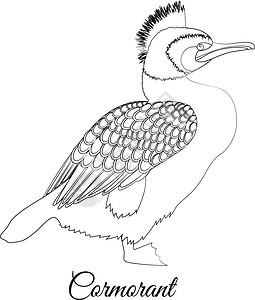鹈鹕科水禽统称鸬鹚鸟着色 矢量轮廓图像插画
