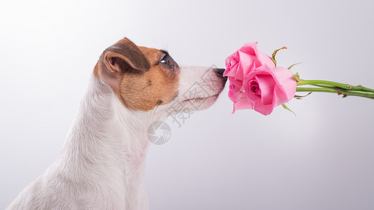 笑狗杰克拉塞尔罗素泰瑞尔的肖像 在白色背景上闻着一束玫瑰花女士明信片周年气味动物猎犬好奇心纪念日哺乳动物香水背景图片