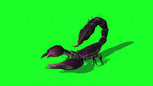 紫色蝎子3d 说明  以侵略姿态的森林蝎子镜头动物渲染绿色黑色屏幕危险沙漠姿势警告背景