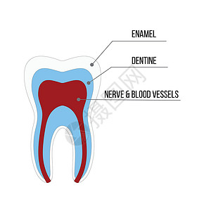 显微根管治疗牙齿结构解剖与所有部分包括牙釉质牙本质牙髓腔根管血液供应医学教育和牙科保健车牙疼水泥牙医卫生科学插图磨牙神经搪瓷解剖学插画