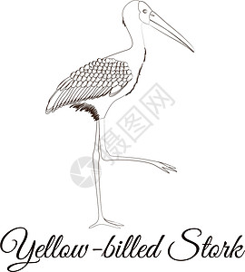 黄有鸟黄嘴鹳卡通鸟型着色设计图片